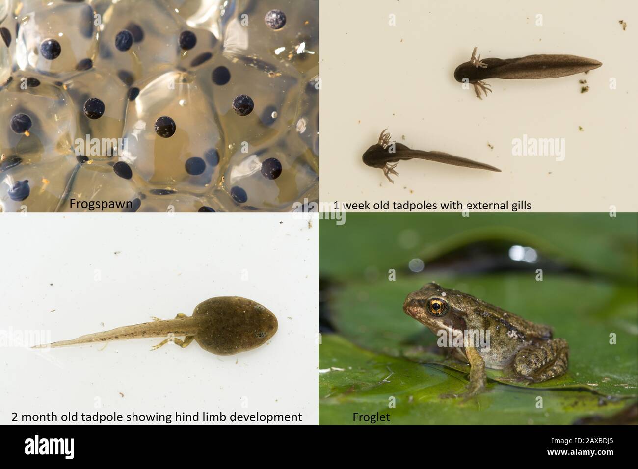 Ciclo di vita della rana comune (Rana temoraria), che mostra le fasi di metamorfosi da rana uova a tadpoli, sviluppo gambe e froglet Foto Stock