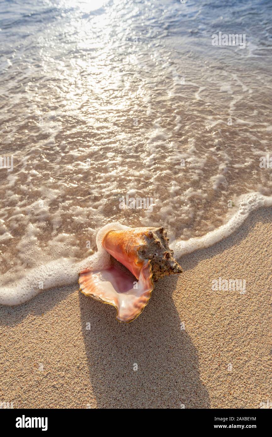 Conch shell lavato a riva sulla spiaggia, Grand Cayman Island Foto Stock