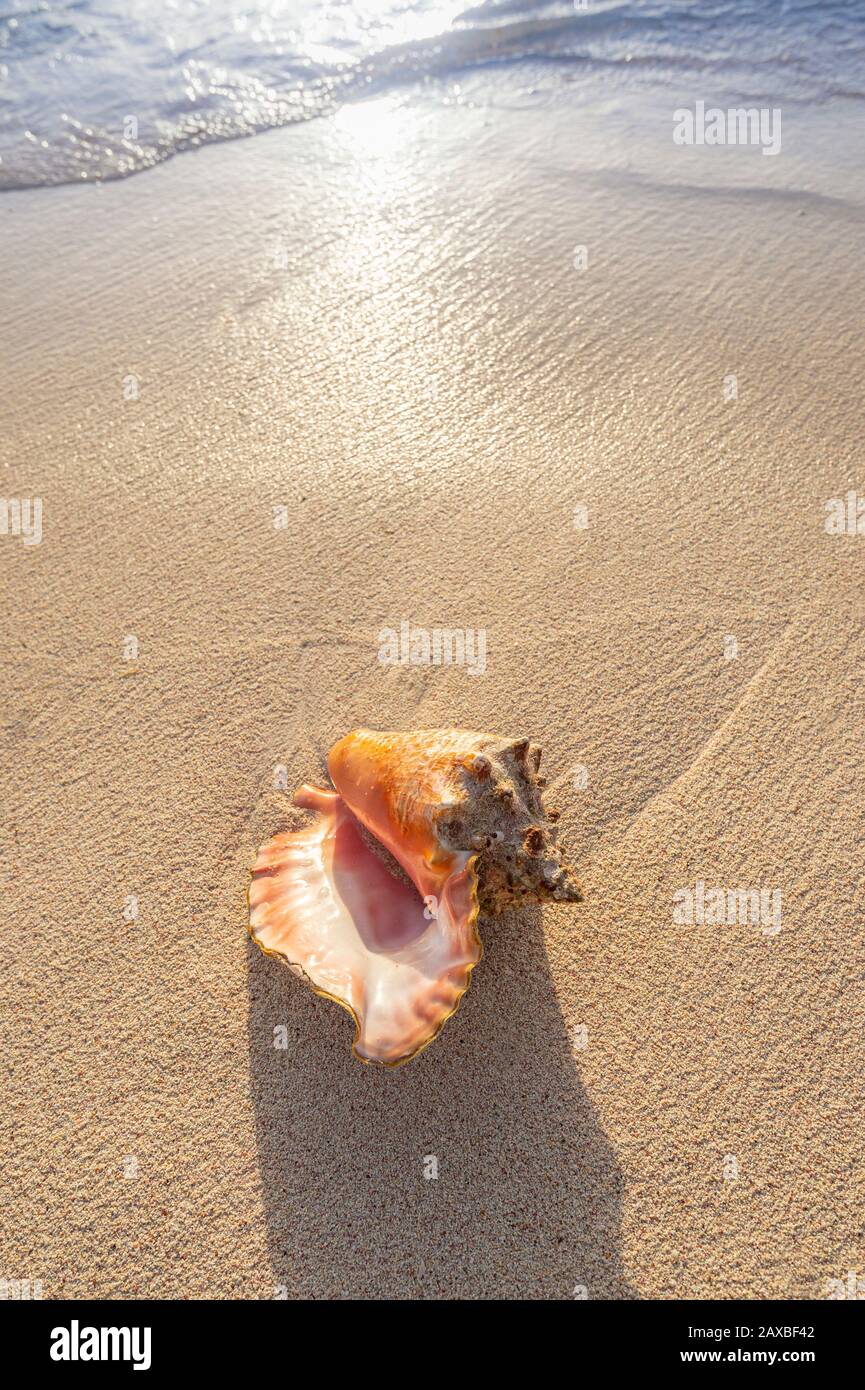 Conch shell lavato a riva sulla spiaggia, Grand Cayman Island Foto Stock