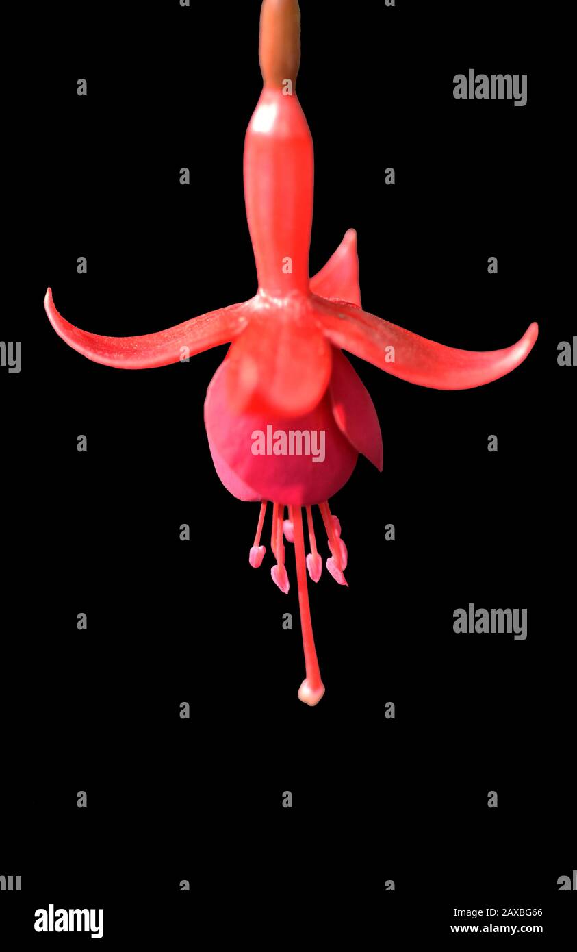 Fiore Fucsia Foto Stock