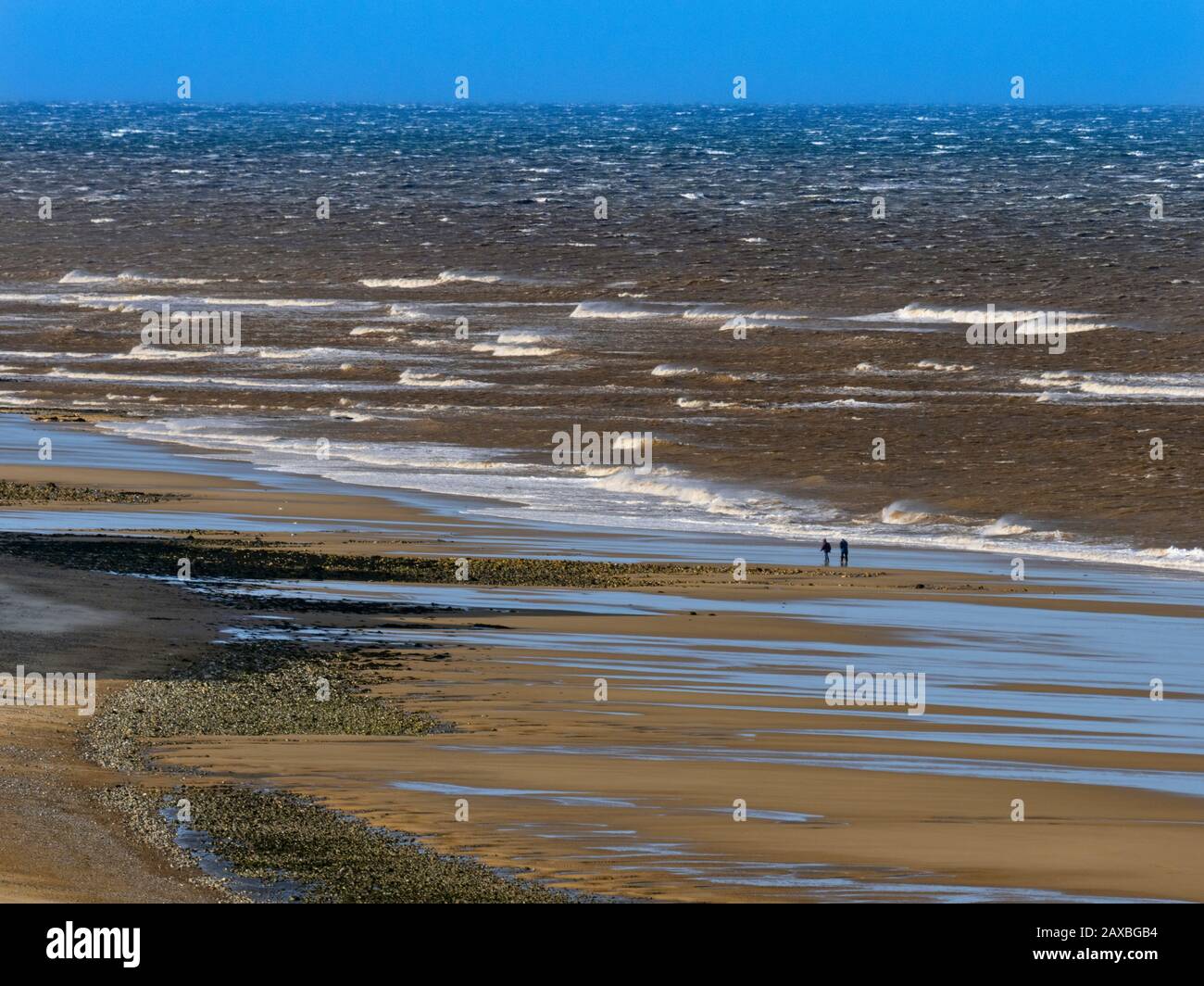 Cani a piedi Crammer spiaggia a bassa marea Nord Norfolk in tardo inverno gale forza venti Foto Stock