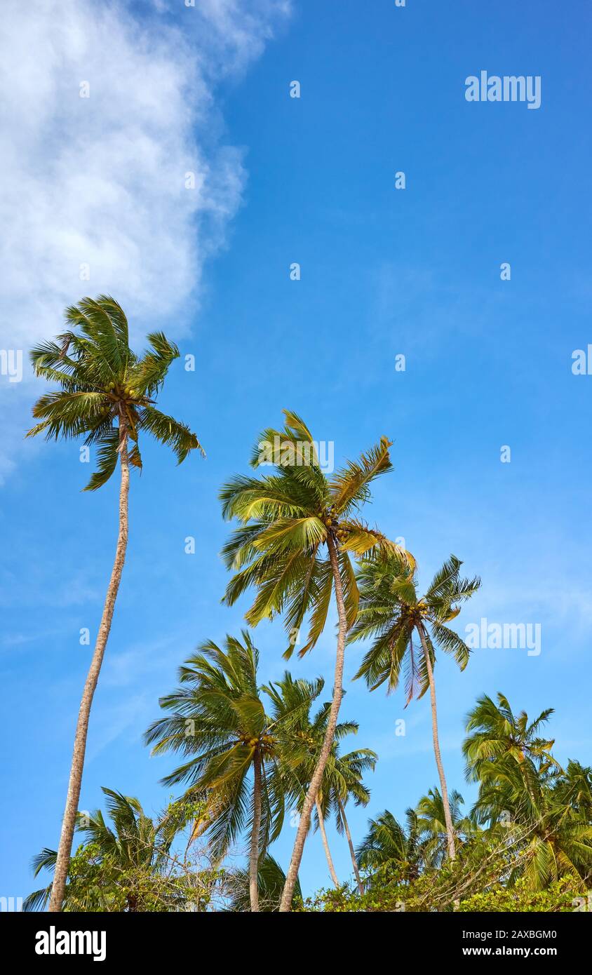 Palme da cocco contro il cielo in una giornata di sole. Foto Stock