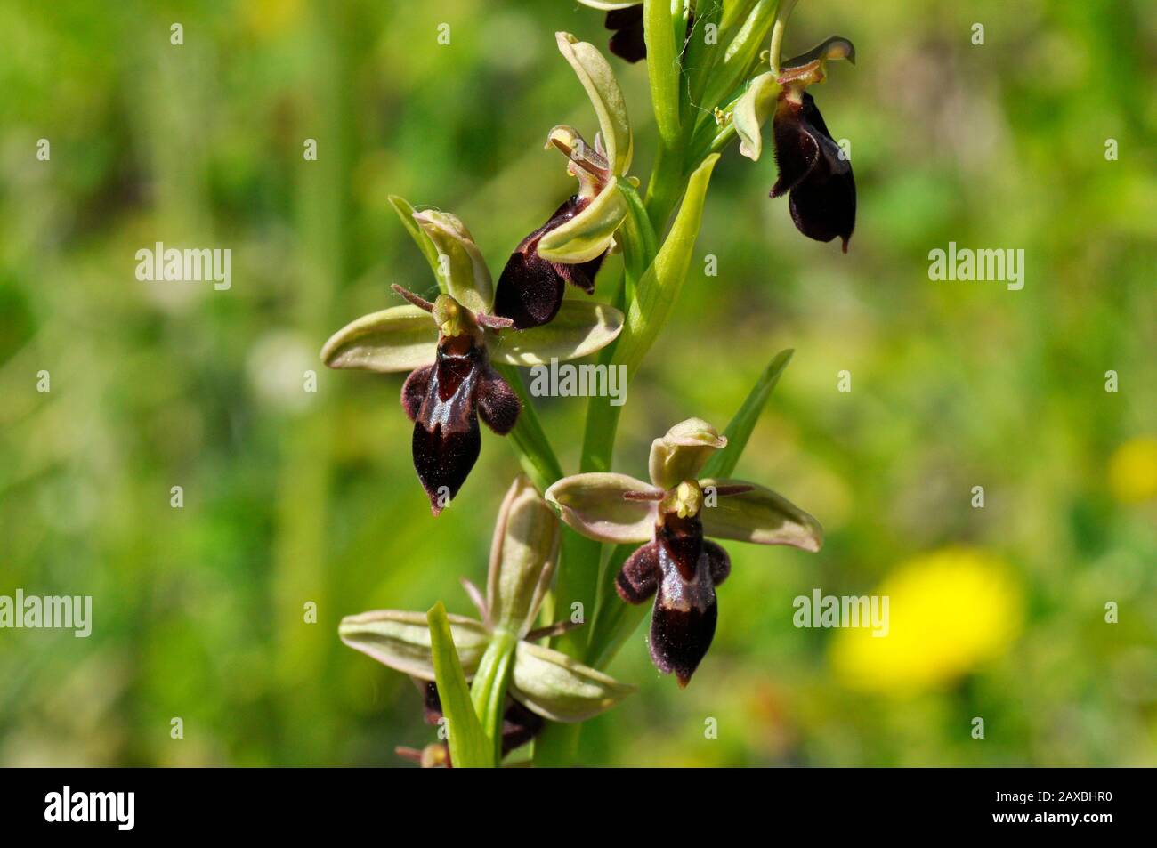 Bee Fly Hybrid Orchid, piccolo orso come l'apparenza,calcio ricco suolo, fiori giugno, Foto Stock