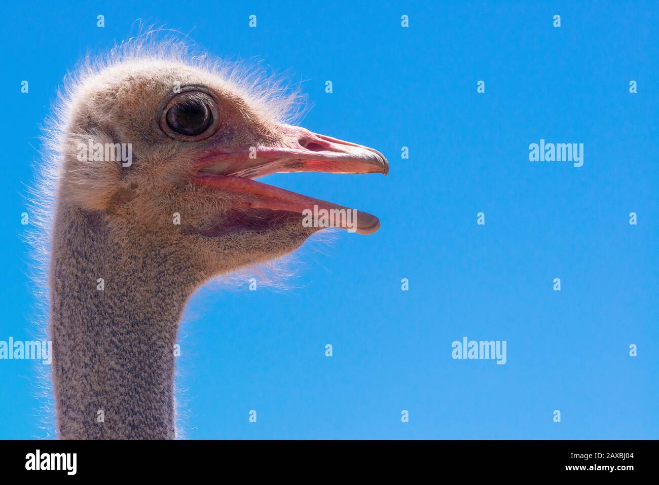 Primo piano di struzzo testa con il suo becco aperto - Oudtshoorn, provincia del Capo Occidentale, Sud Africa Foto Stock
