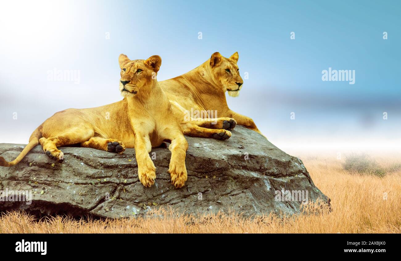 Il leone maschile è su una roccia in una vasta prateria. (Protezione della fauna selvatica) Foto Stock