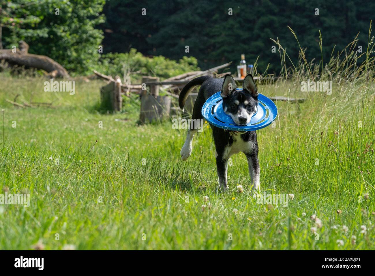 Cane giovanile di razza mista di Husky siberiano sul prato, giocando, correndo. Foto Stock