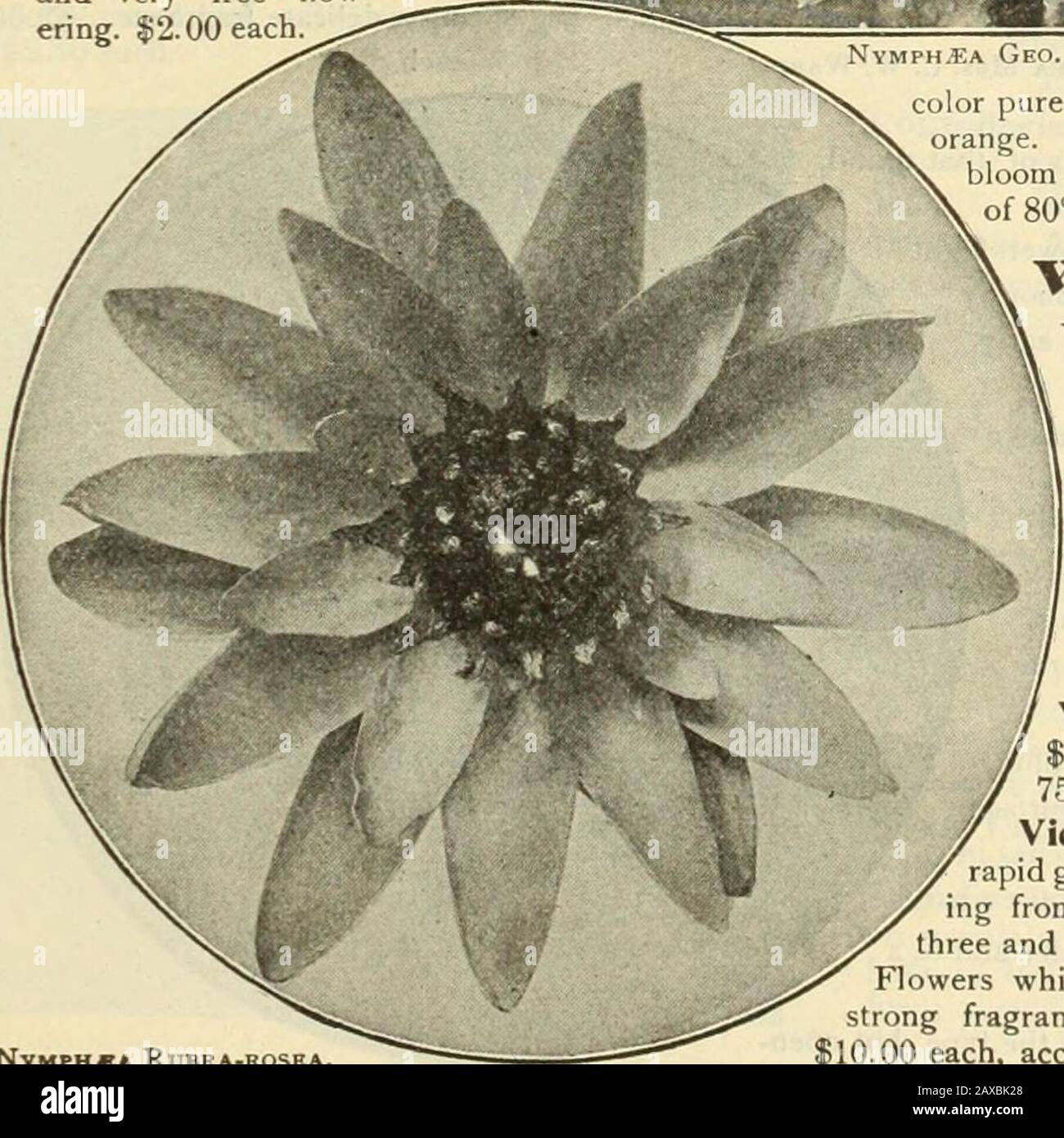 Libro del giardino di Dreer : settantaquattresima edizione annuale 1912 . NvMPH.SA geo. Hustek.. Rubra. Abbastanza simile a IV. Devonien/IIK, ma a punta senza petalsless; fiori 6 a 10inches attraverso, di rosso purga profondo; balbugies cinnabarred, diventando brunastro; bronzo rossastro foliage, girandosi togreen. §1,00 ciascuno; §10,00per doz. Rubra=rosea. Uno dei gigli D'Acqua bestred in cultivar-zione; foglie bronzy - verde, marrone blotted. Flowerslarge e massive, 8 a 10inches attraverso, rosy-carmine; petali ampi alla base, appuntiti;punte di STAMENS arancione-marrone.§1,00 ciascuno. Sturtevanti. Lascia il colore verde-bronzeo. Fiori 8 to12 i Foto Stock