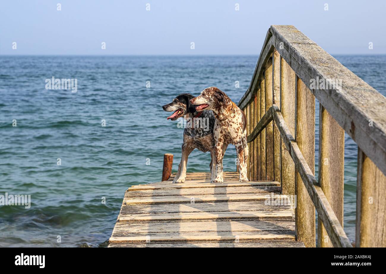 È stato fortunato poter fotografare i cani in un momento tranquillo. Erano molto vivaci - cani felici! Foto Stock