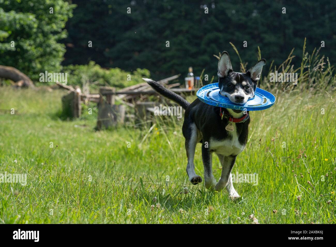 Cane giovanile di razza mista di Husky siberiano sul prato, giocando, correndo. Foto Stock