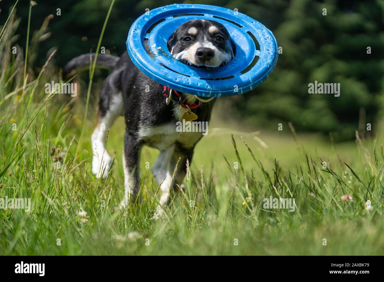 Cane giovanile di razza mista di Husky siberiano sul prato, giocando, correndo. Foto Stock