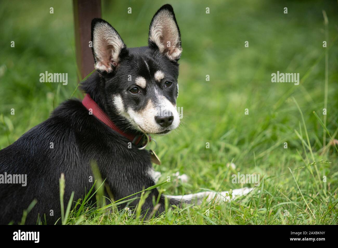 Cane giovanile di razza mista di Husky siberiano sul prato, giocando, correndo. Foto Stock