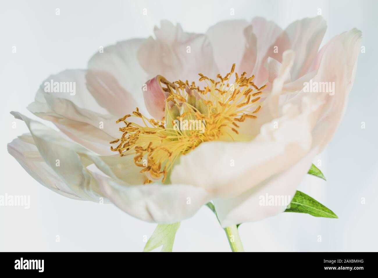 Primo piano All'Interno di una Peonia rosa chiaro traslucida Foto Stock