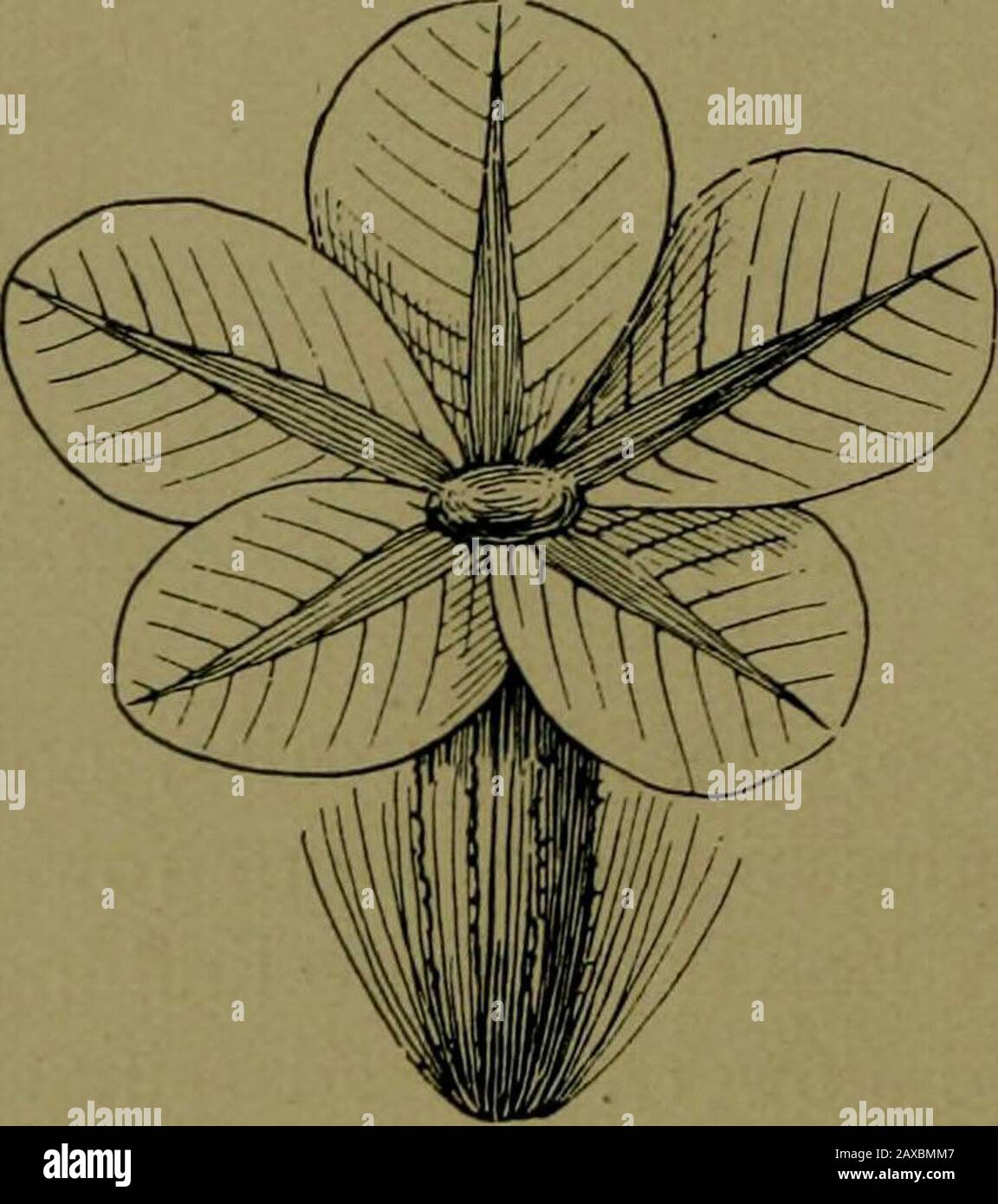 Piante e loro modi in Sud Africa . qual lunghezza. Fiori con raggi bianchi, rosa o viola e dischi gialli o viola. Erbe o arbusti con foglie spesso piccole, raramente petoled. Un genere grande. Diplopappus. - Fiori come in Aster, tranne il pannolino di due file, l'esterno di corto, l'interno di setole lunghe. Arbusti molto ramificati o erbe semplici rigide. Tribù IV. Senecionide^.- Rami Di Stile lineare, appiattito in alto, corroso all'apice, o punta con un cono carico.Fiori tutti tubolari o con fiori di rayand disc. A. Pelli senza code;pannolino di grandi scale - Sfenogyne. - teste radi-ate, ma Foto Stock