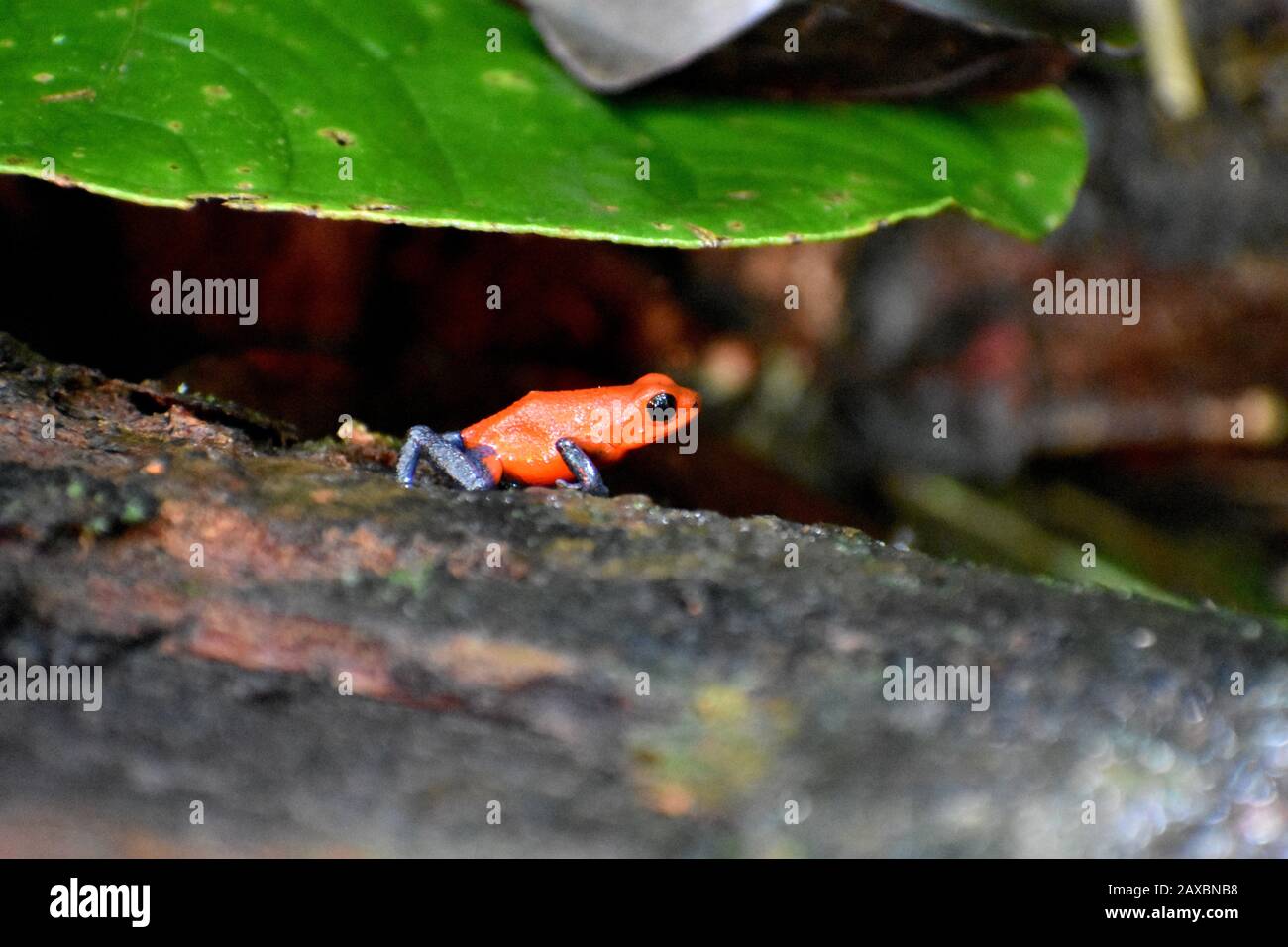 Una Rana Di Fragole Poison-Dart, Soprannominata Rana Blu-Jeans, Maculata Nel Prak Nazionale Del Vulcano Tenorio, Costa Rica Foto Stock