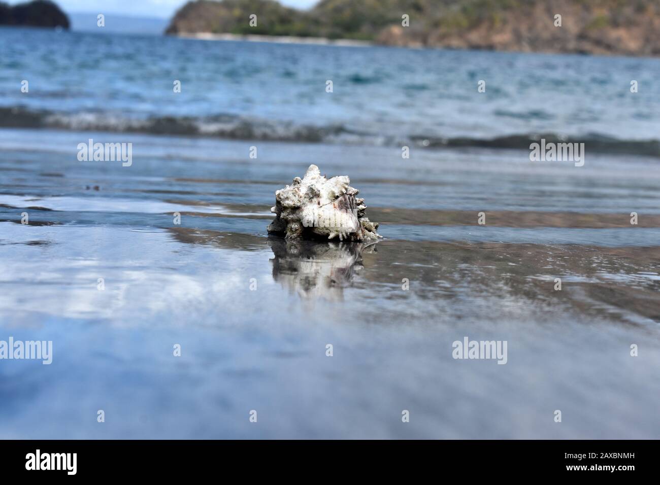 Un Gasteropod Shell avvistato durante lo snorkeling a Nacascolo, Costa Rica Foto Stock