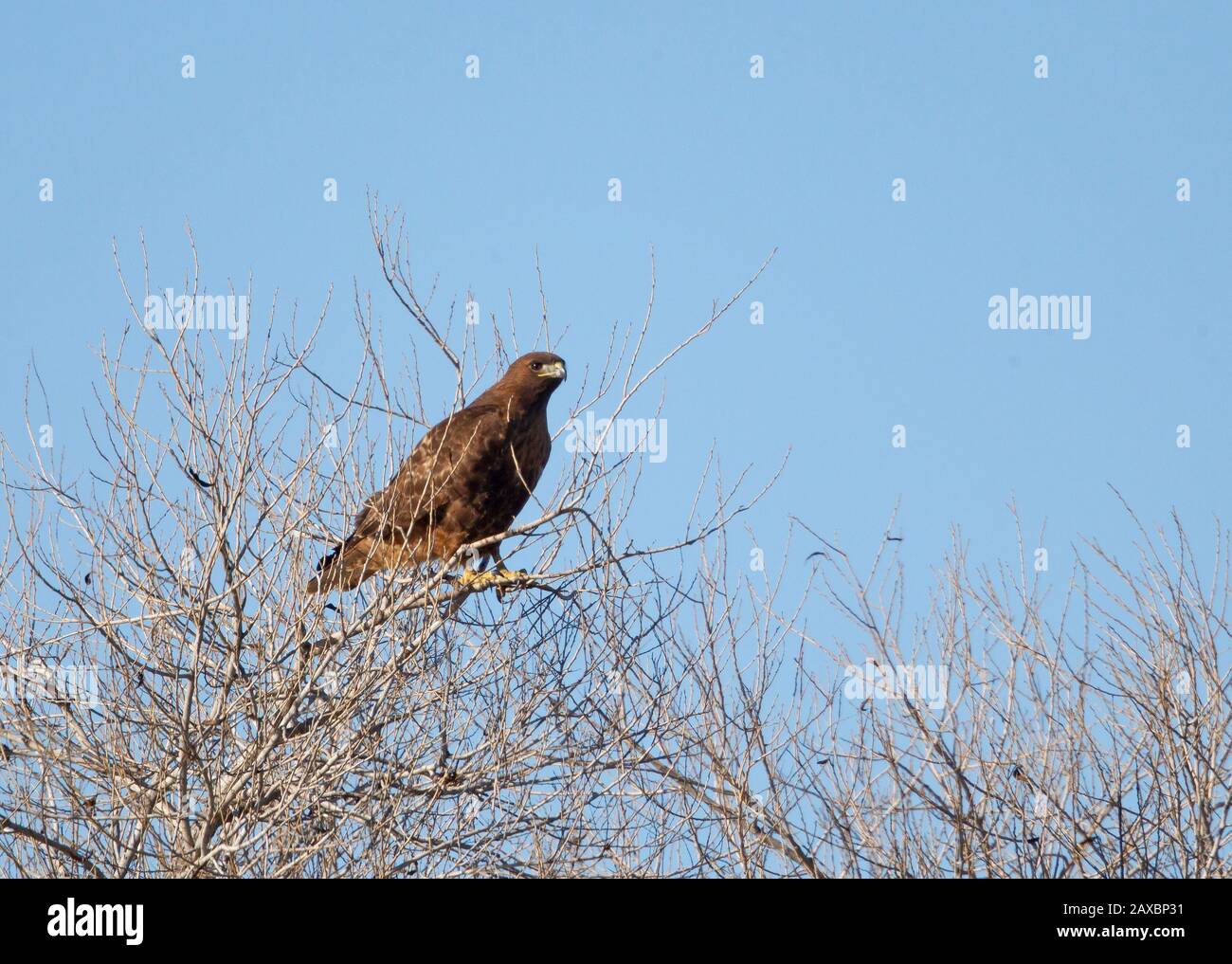 Falco munito rosso Foto Stock