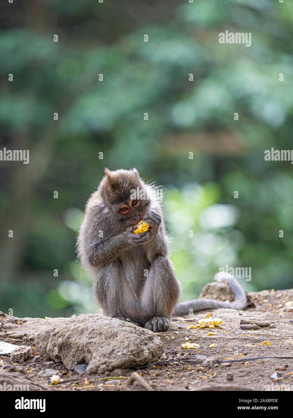 Una scimmia nella foresta di scimmie secred a Ubud, Bali Indonesia, mangiare mais, sfondo bello Foto Stock