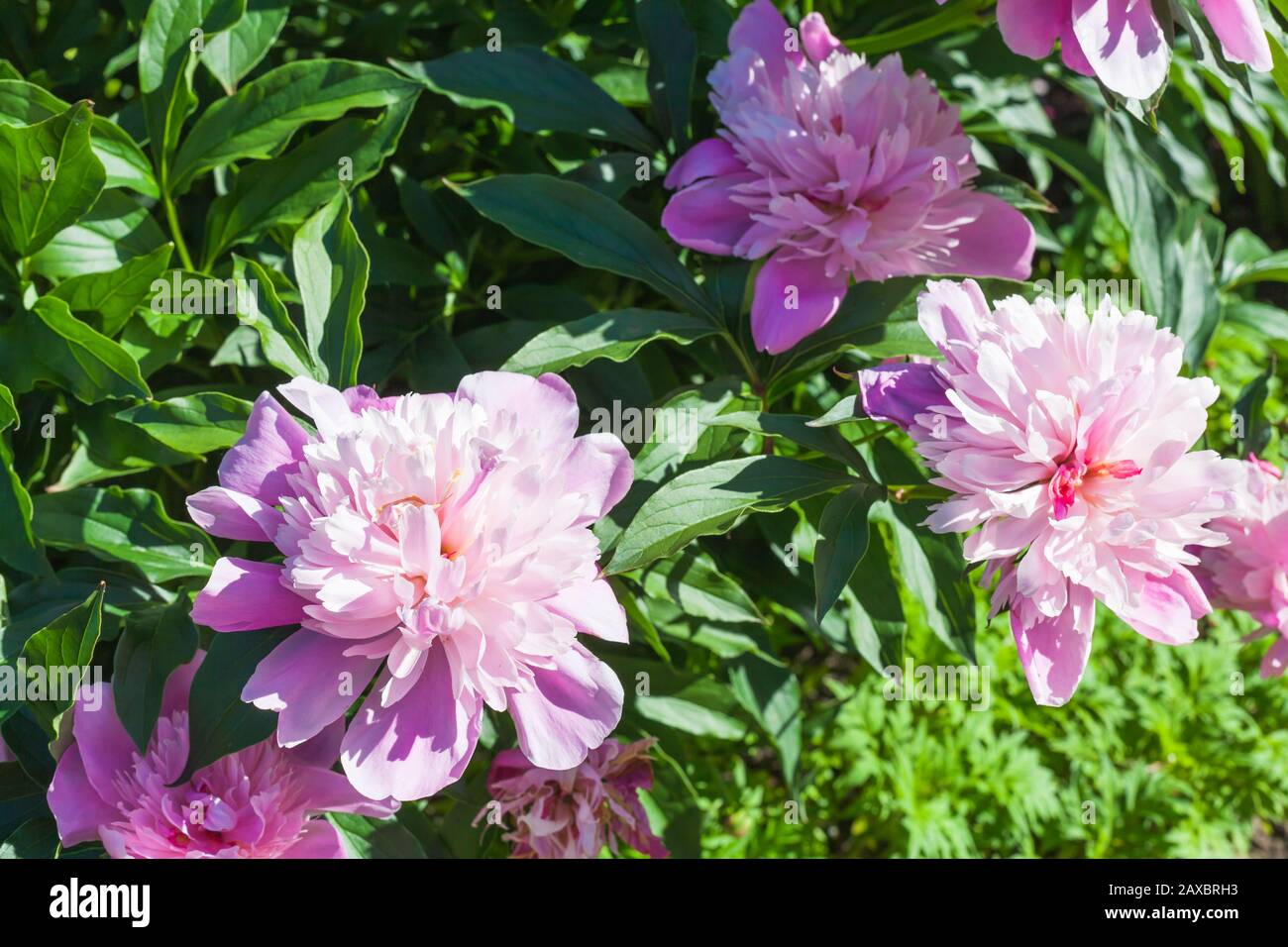 Rosa peonia, primo piano foto di fiori giardino decorativo al giorno di sole Foto Stock