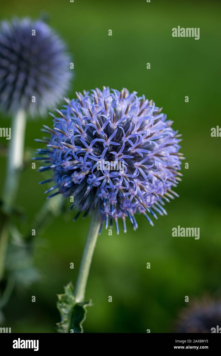 Una vibrante foto di closeup di un globo blu thistle (echinops bannaticus) con uno sfondo verde sfocato Foto Stock