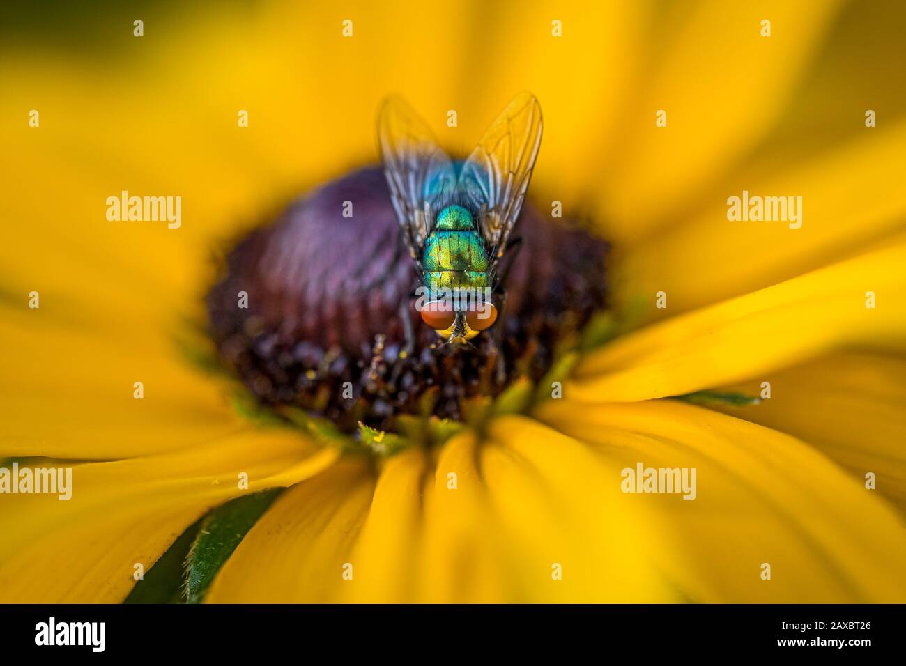 Una foto di closeup di una mosca colorata su un coneflower giallo luminoso Foto Stock