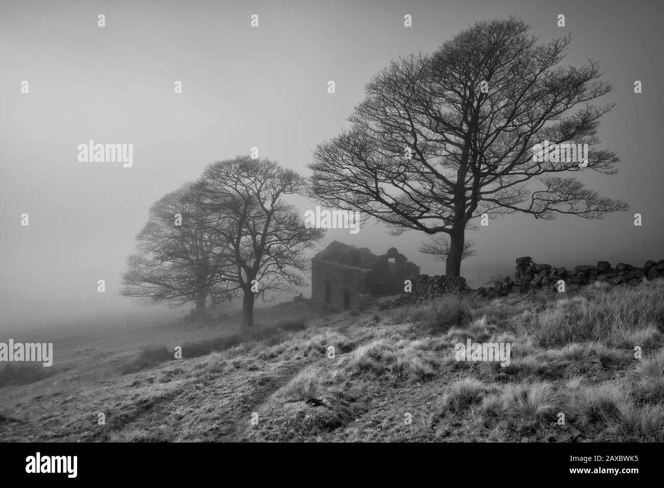 Barra Di Estremità Roach avvolta in nebbia (4) Foto Stock