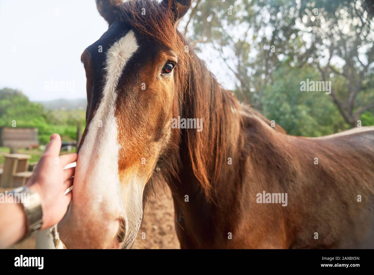 Prospettiva personale mano che accarezzano cavallo marrone Foto Stock