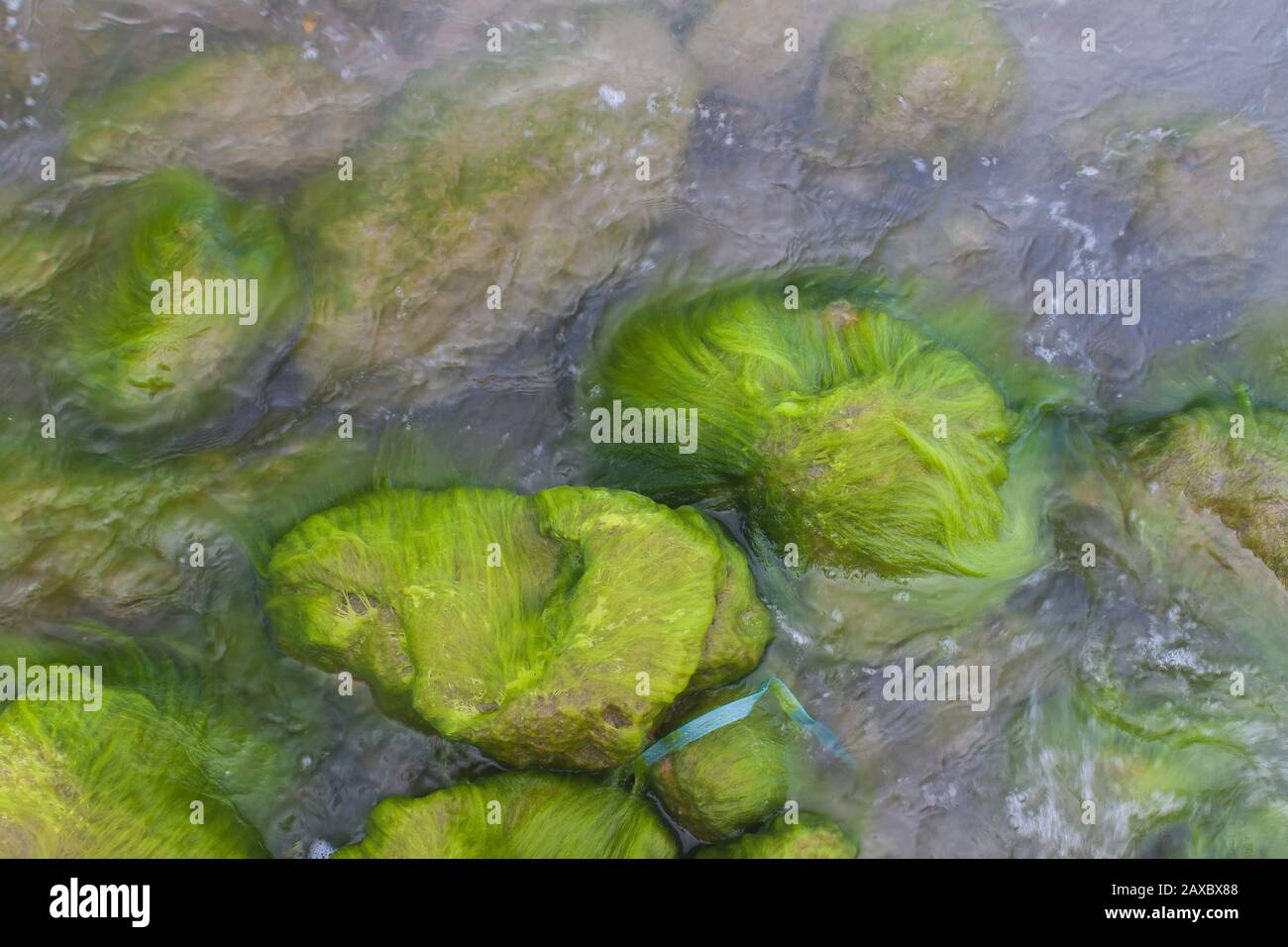 litorale pieno di rocce di mare pieno di alghe verdi e luminose Foto Stock