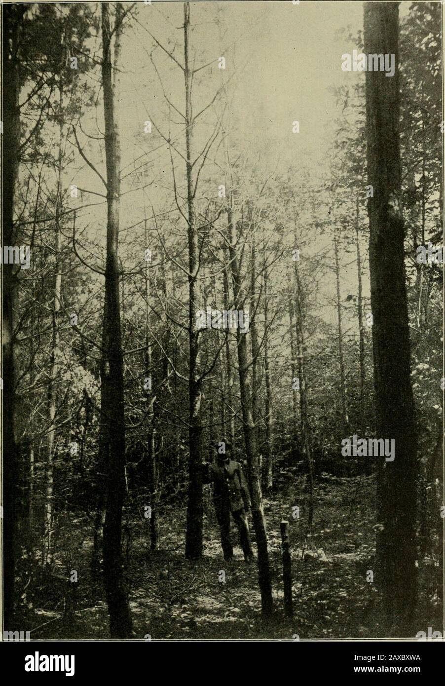 Mitteilungen der Deutschen Dendroologischen Gesellschaft . was nach, übertrifft sie aber an Stärke-wachstum. Sie zeigt sich äußerst lichtbedürftig. Pinus densiflora und P. Thunbergii. SS ^ Die i2Jährige japanische Rotföhre und die i8jährige japanische Seh warz-föhre leiden unter Schneedruck, erwachsen krummschäftig und werden von an-geflogenen gemeinen Forchen und vom Buchenaufschlag weit überholt. Pinus Laricio austriaca, die Schwarzforche hat sich bei der Aufforstungtrockener und heißer Steilhänge alles eine Holzart bewährt, die sicher wie keine andereFuß faßt und sich dauernd hält. A den dol Foto Stock