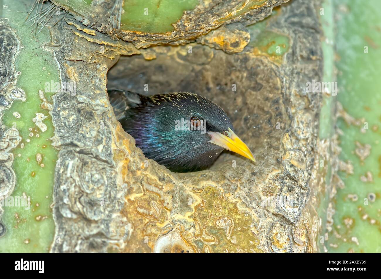 Questo è uno Starling europeo. Si tratta di una specie invasiva rilasciata in America nel 1800s. 100 sono stati rilasciati allora e ora sono un flagello ac Foto Stock