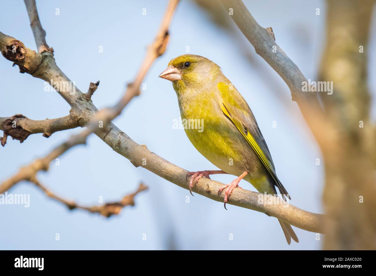 Unione verdone maschio chloris Chloris il canto degli uccelli in inizio di mattina di sole durante la stagione di accoppiamento in primavera. Foto Stock