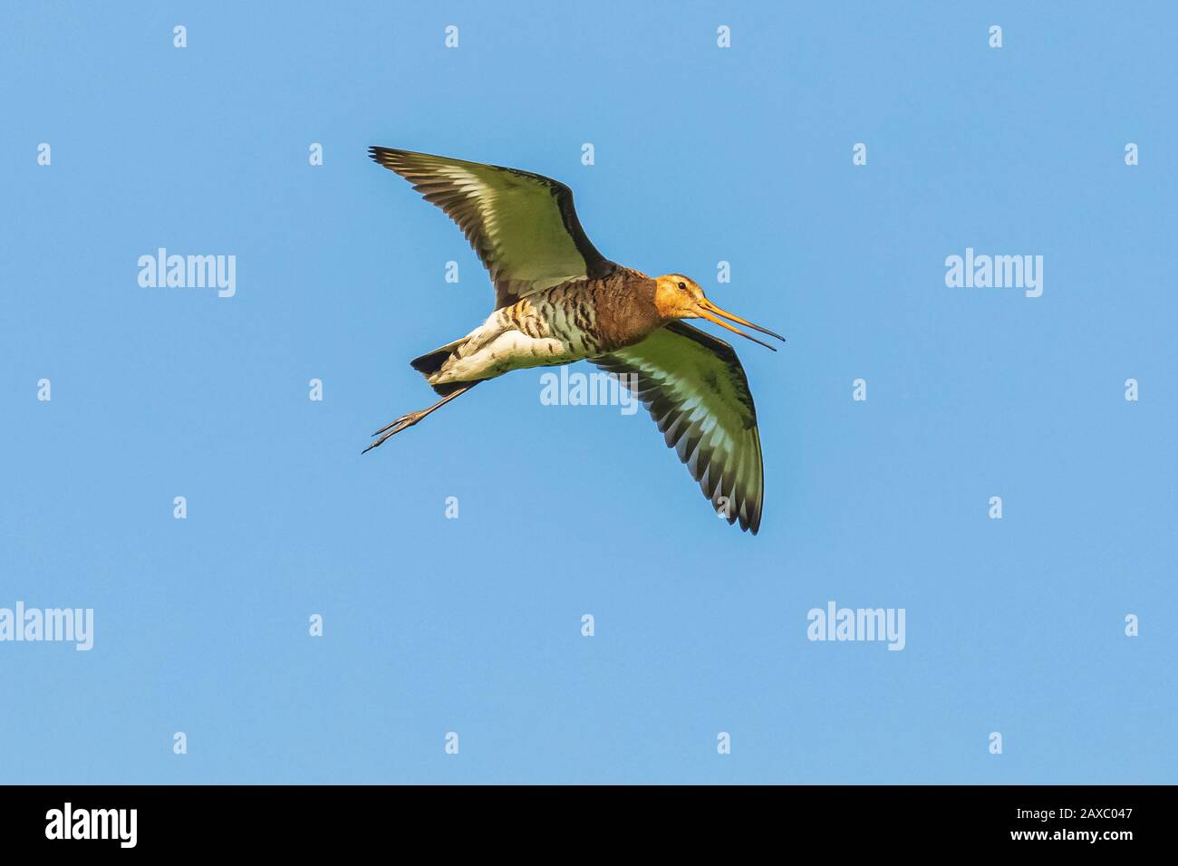 Nero-tailed godwit Limosa limosa in volo contro un cielo blu. La maggior parte della popolazione europea razza nei Paesi Bassi. Foto Stock