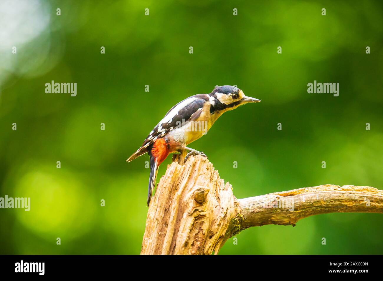 Primo piano di un picchio rosso maggiore bird, Dendrocopos major, appollaiato su un albero in una foresta Foto Stock