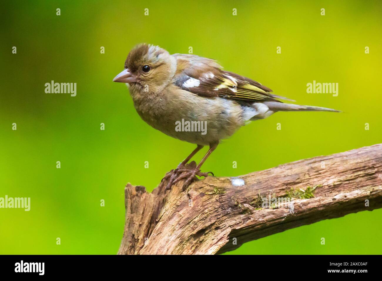Closeup di un fringuello femmina, fringilla coelebs, arroccato in una foresta Foto Stock