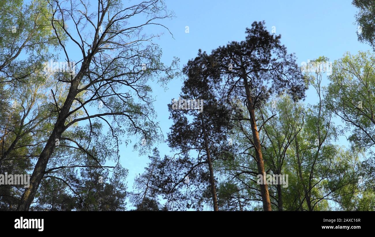 Treetops con un cielo blu chiaro sfondo della stagione primaverile. Foresta mista assottigliata. Vista panoramica dal basso verso l'alto. Foto Stock