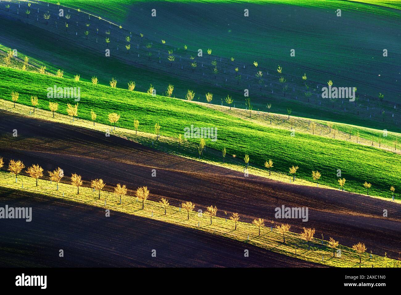 Onde verdi, marroni e gialle dei campi agricoli della Moravia meridionale, Repubblica Ceca. Paesaggio rurale di primavera con colline colorate a strisce con alberi. Può essere utilizzato come sfondo naturale o texture Foto Stock