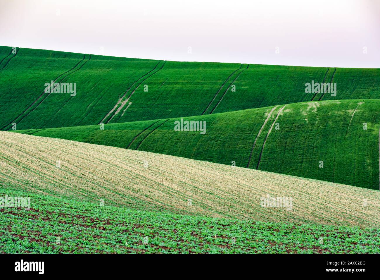 Paesaggio rurale astratto con campi agricoli sulle colline di primavera. Regione Della Moravia Meridionale, Repubblica Ceca Foto Stock
