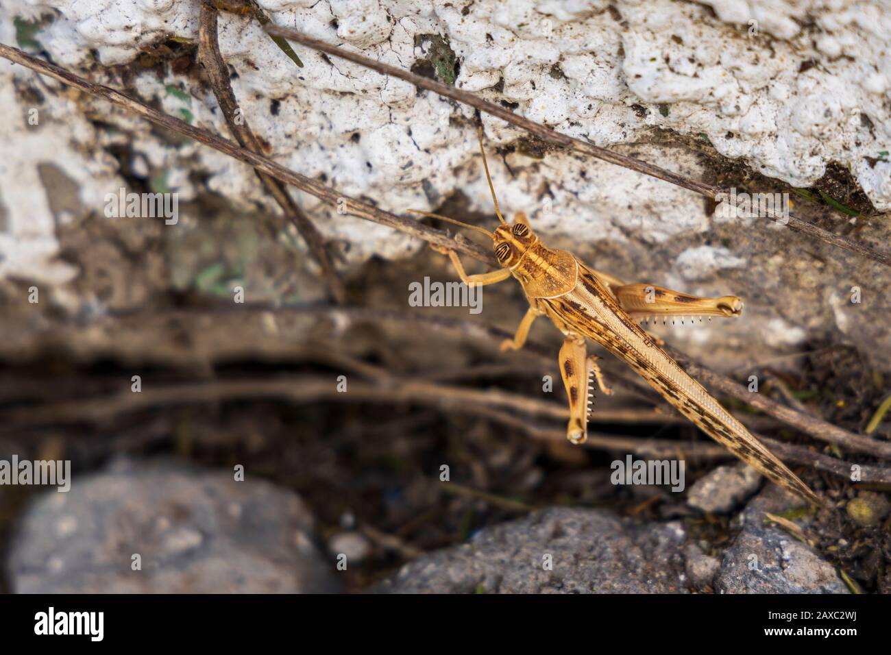 Locust Acanthacris, Acrididae, insetto cavalletta a Guia de Isora, Tenerife, Isole Canarie, Spagna Foto Stock