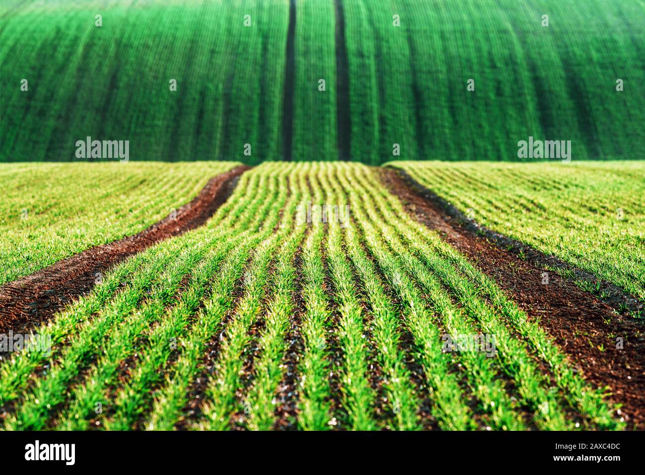 Filari di grano verde e onde dei campi agricoli della Moravia meridionale, Repubblica Ceca. Può essere utilizzato come sfondo naturale o texture Foto Stock