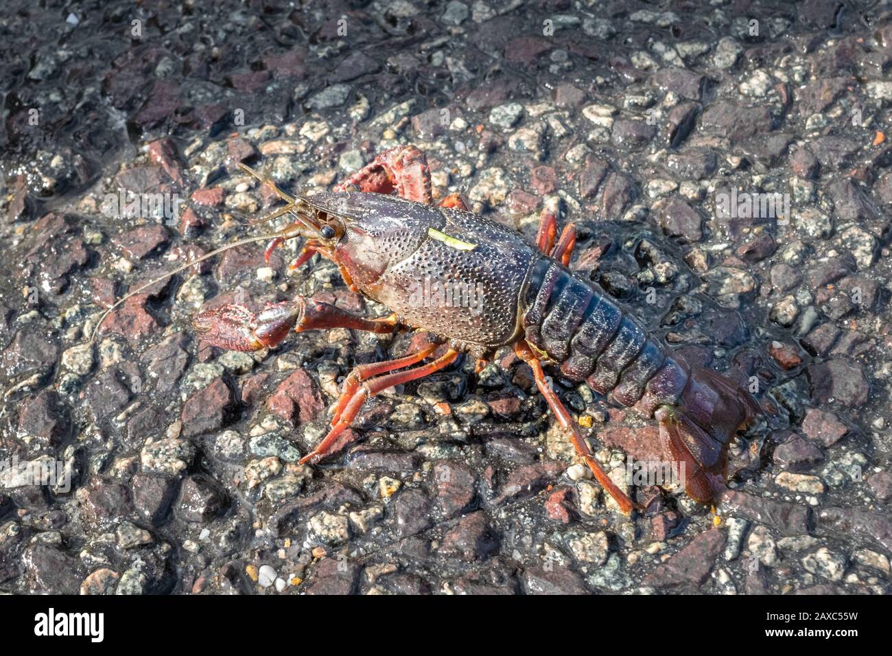 Aragosta d'acqua dolce immagini e fotografie stock ad alta risoluzione -  Alamy