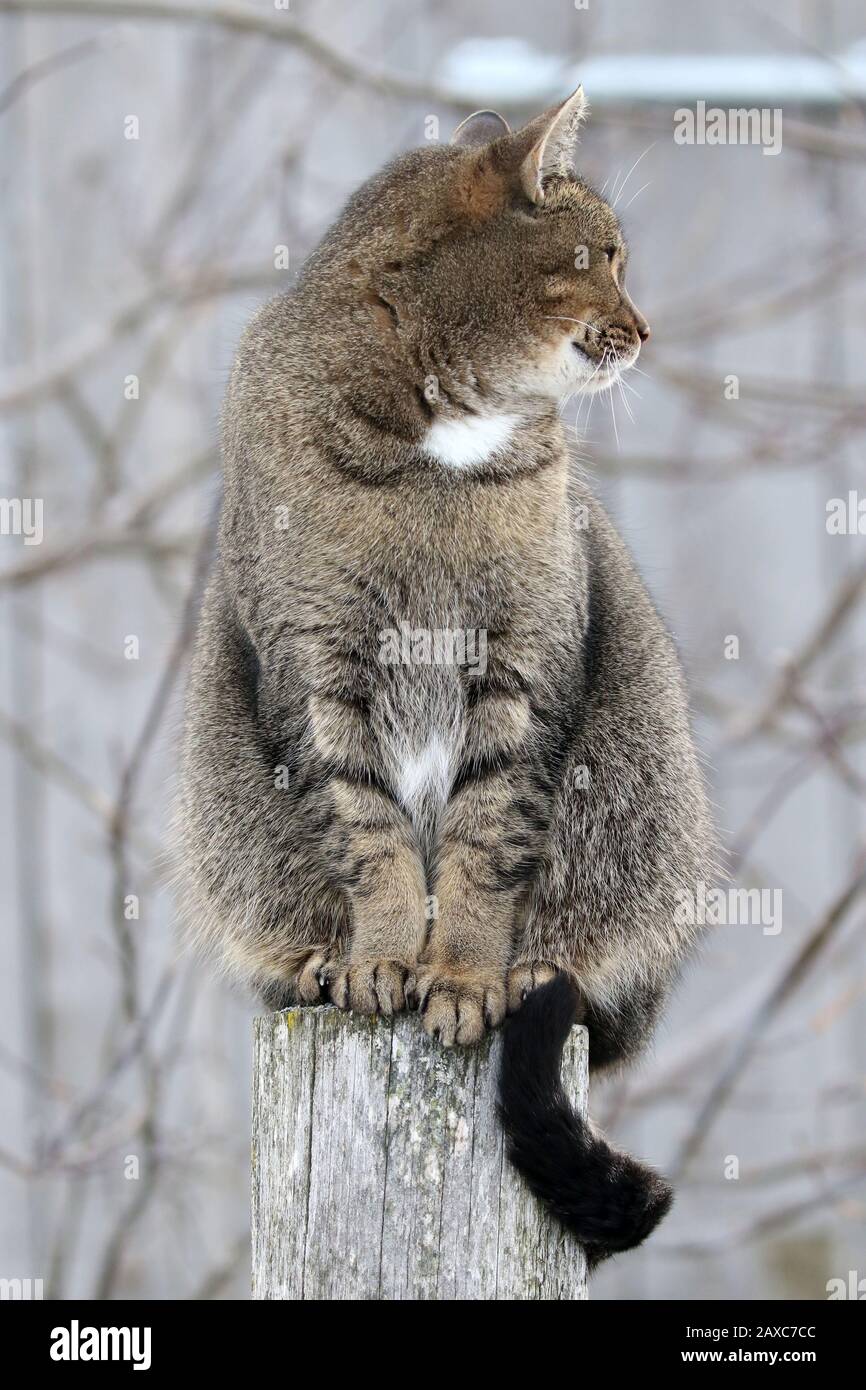 Cleo catra, granaio gatto con personalità Plus Foto stock - Alamy