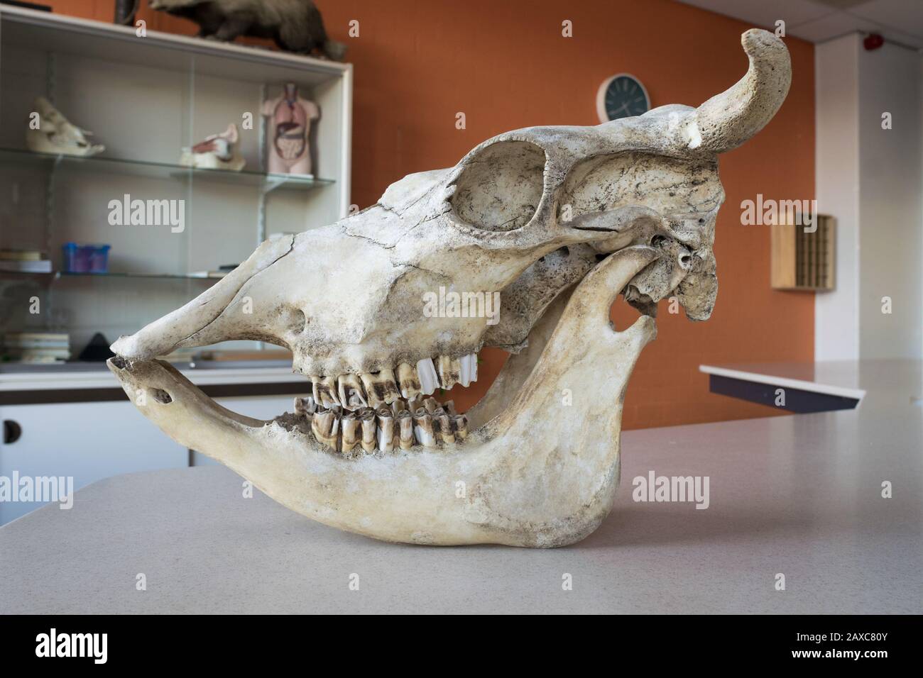 Cranio di una mucca, usato in classe biologica Foto Stock