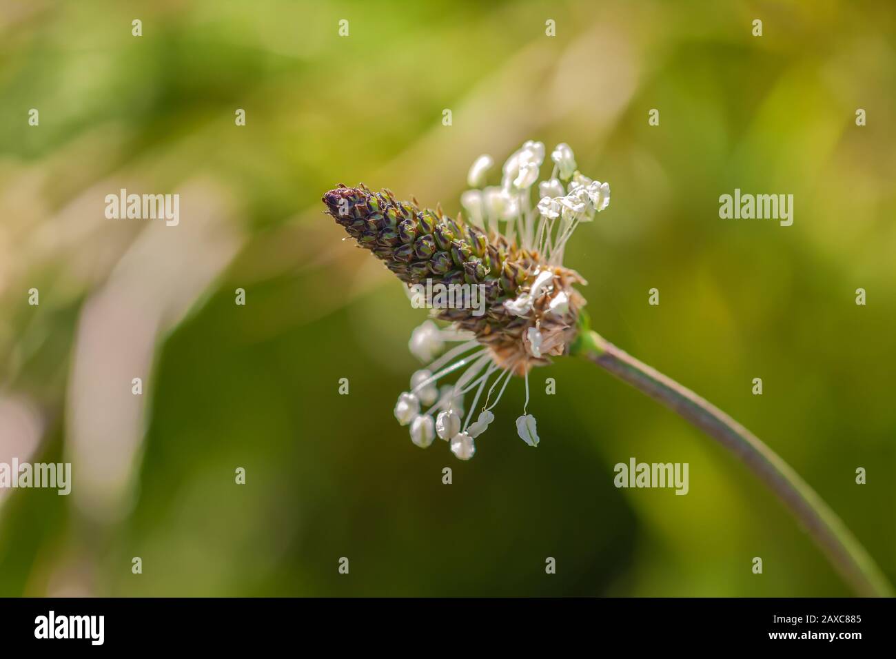 Ribwort Plantain, Plantago Lanceolata, Point Reyes National Seashore, California, Stati Uniti. Foto Stock