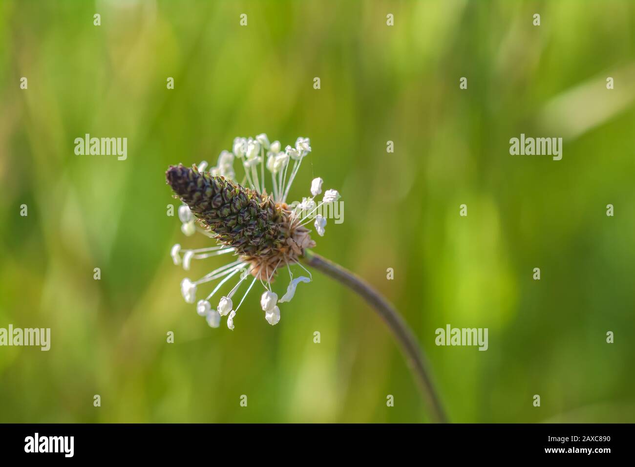 Ribwort Plantain, Plantago Lanceolata, Point Reyes National Seashore, California, Stati Uniti. Foto Stock