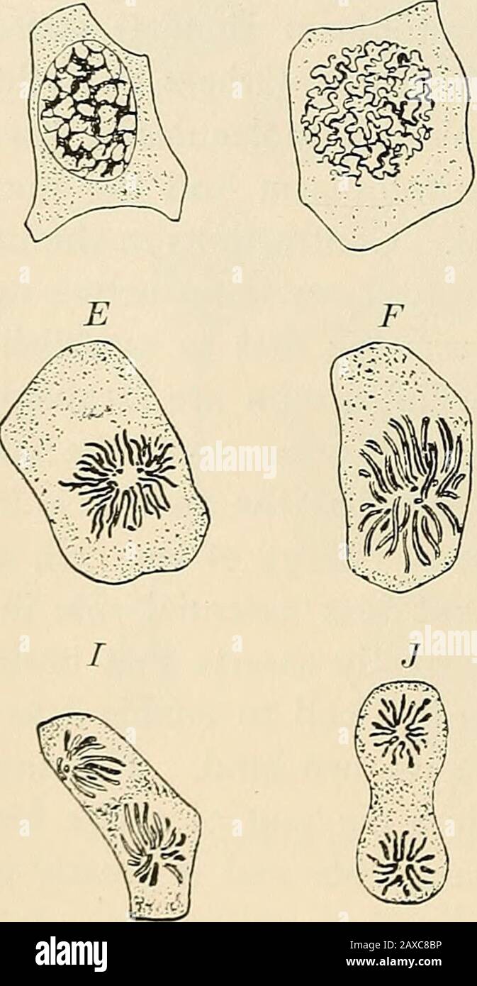 La patologia e il trattamento chirurgico dei tumori o, dalla sua capacità intrinseca di ricevere e trattenere il materiale colorante, la cromatina. I nucleoli in cellule mature sono masse globulari di cromatina, una o più in numero. È la cromatina che, se opportunamente colorata, delinea le figure osservate durante le diverse fasi 2&gt;^ PATOLOGIA E TRATTAMENTO DEI TUMORI. Il processo cinetico è diviso in modo stagesdiverso. Così, Klebs fa quattro, mentre Strassburger descrive il processo come costituito da tre fasi: (I) Profase; (2) metafase;e (3) anaphase. Durante il Foto Stock