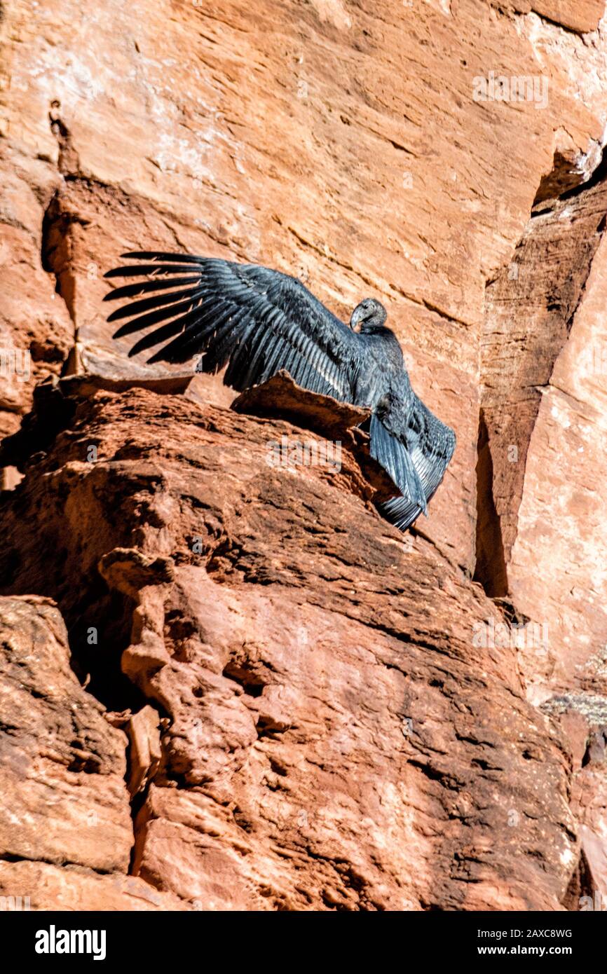 California Condor Chick, cinque mesi fa, Gymnogyps californnianus, è il numero 1000 nel Condor Recovery Program e il primo a sfuggire nel Zion National Park Foto Stock