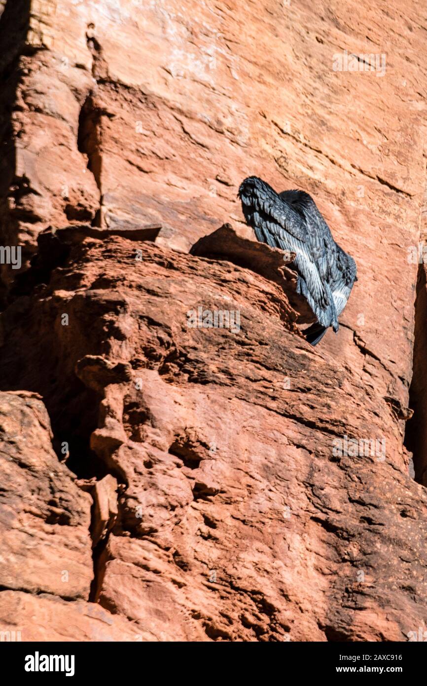California Condor Chick, cinque mesi fa, Gymnogyps californnianus, è il numero 1000 nel Condor Recovery Program e il primo a sfuggire nel Zion National Park Foto Stock