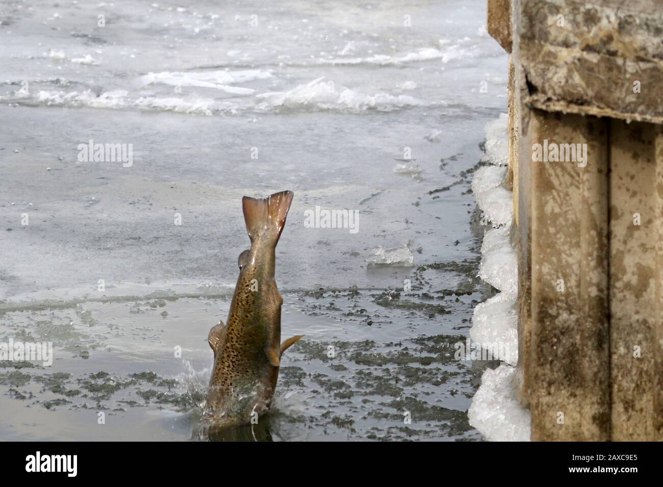 Libera il pesce nel lago dal vivaio Foto Stock