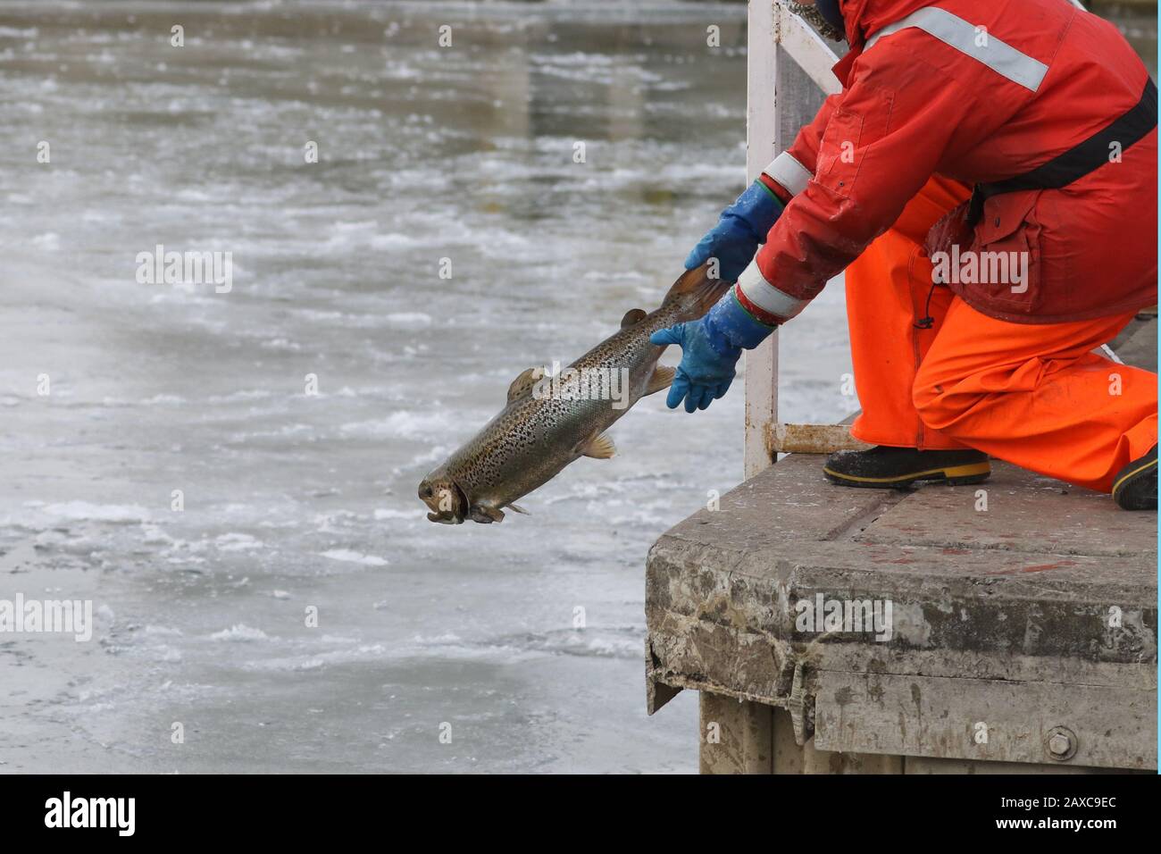 Libera il pesce nel lago dal vivaio Foto Stock