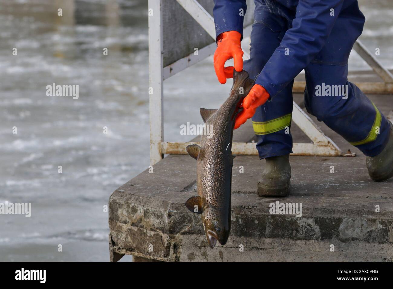 Libera il pesce nel lago dal vivaio Foto Stock
