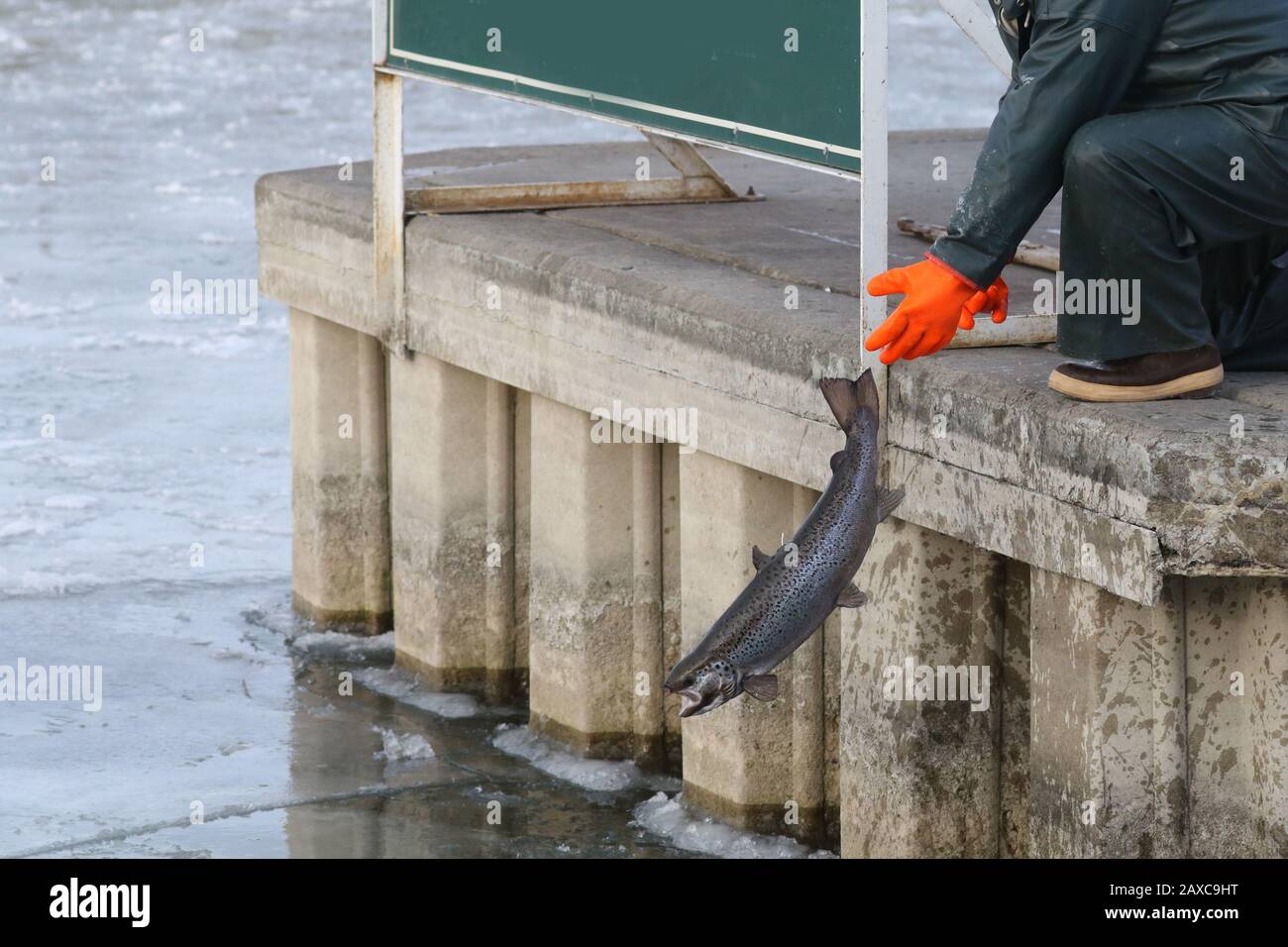 Libera il pesce nel lago dal vivaio Foto Stock